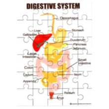 Digestive System Jigsaw