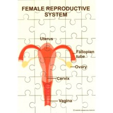 Female Reproductive System Jigsaw